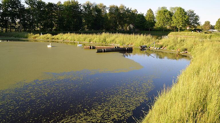 Die Schönungsteiche in Gollhofen werden schon jetzt von der Vogelwelt genutzt. Ob später einmal ein Biotop entsteht, hat die Gemeinde noch nicht entschieden.