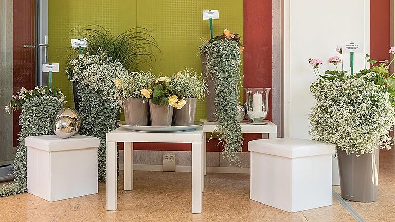 Balkonidee „Zeitlose Eleganz”: weiße Blumen und Pflanzen wirken edel, filigrane Gräser verstärken diesen Eindruck. Balkonidee „Zeitlose Eleganz”: weiße Blumen und Pflanzen wirken edel, filigrane Gräser verstärken diesen Eindruck.