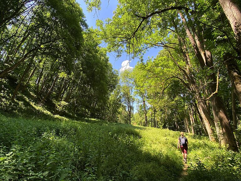 Wanderung im Tal der Schandtauber: Natur pur im Laubwald des Tals. Der Wanderweg verläuft zum Teil auf Naturpfaden. Wanderung im Tal der Schandtauber: Natur pur im Laubwald des Tals. Der Wanderweg verläuft zum Teil auf Naturpfaden.