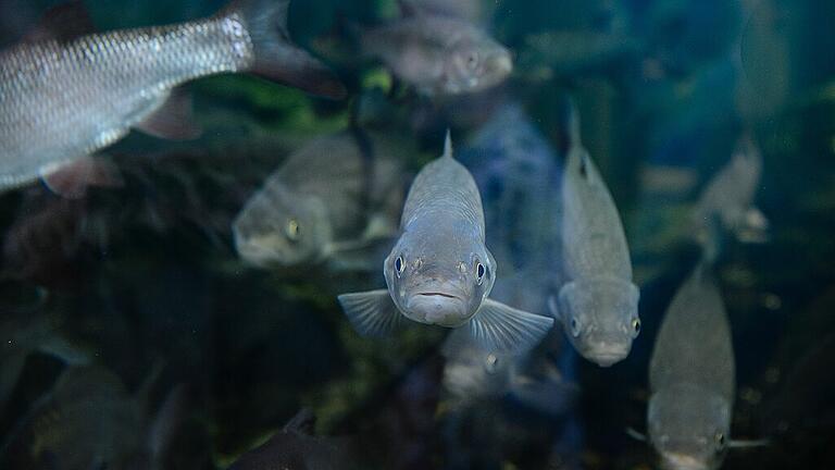 Kurs zum Schlachten und Verwerten von Fischen - Eine Angel zu viel im Main kommt einen Rentner aus Bad Kissingen teuer zu stehen. Kurs zum Schlachten und Verwerten von Fischen - Eine Angel zu viel im Main kommt einen Rentner aus Bad Kissingen teuer zu stehen.