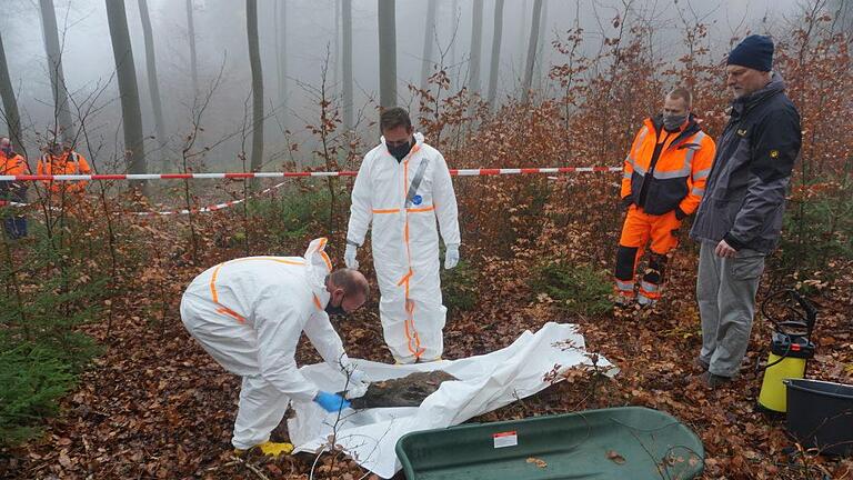 Die Bergung eines verendeten Wildschweins wurde praxisnah geprobt. Foto: Marion Eckert       -  Die Bergung eines verendeten Wildschweins wurde praxisnah geprobt. Foto: Marion Eckert