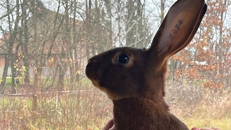 Ein Hasenkaninchen rotbraun, das mit einer exzellenten Bewertung abschloss. Züchter ist Gerald Roßmanith. Von 100 möglich Punkten erhielt das Tier 98. Ein Hasenkaninchen rotbraun, das mit einer exzellenten Bewertung abschloss. Züchter ist Gerald Roßmanith. Von 100 möglich Punkten erhielt das Tier 98.