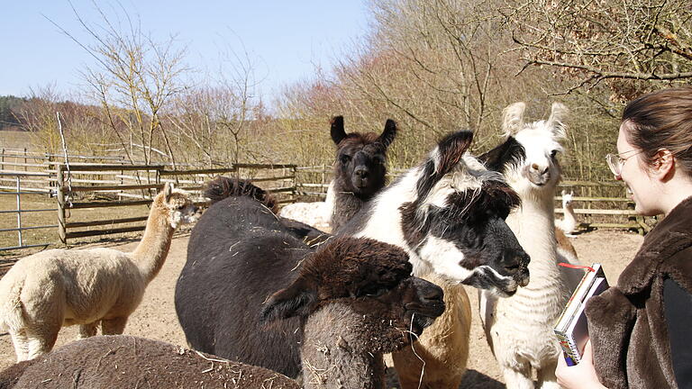 Die Alpakas und Lamas der der Orenda Ranch begrüßen Riccarda Rascher - Die Alpakas und Lamas der der Orenda Ranch begrüßen Riccarda Rascher Die Alpakas und Lamas der der Orenda Ranch begrüßen Riccarda Rascher - Die Alpakas und Lamas der der Orenda Ranch begrüßen Riccarda Rascher