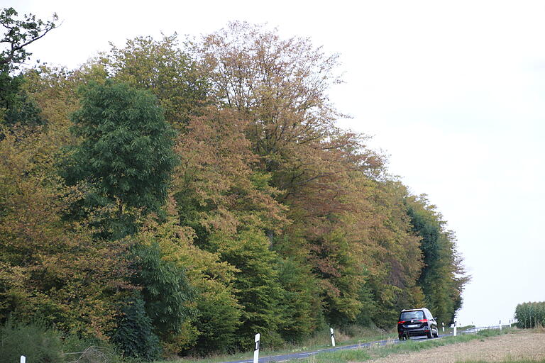 Herbstlich aussehende, durch Trockenheit geschädigte Buchen an der Straße zwischen Waldzell und Steinfeld.