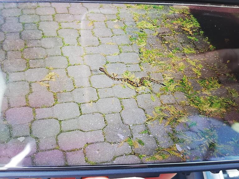 Zwei Königspythons krochen in Weikersheim auf der Straße umher. Die Tierrettung Odenwald e.V. brachte sie bei einer Schlangenexpertin unter.