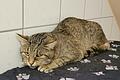 Eine der über 100 gleich aussehenden Katzen, die in Main-Spessart in einem Stall beschlagnahmt und auf verschiedene Tierheime in Bayern verteilt wurden.