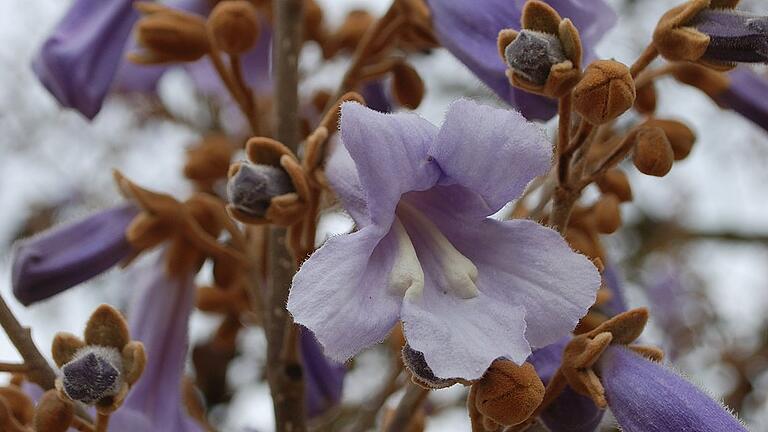 Die Blüten des Blauglockenbaums erscheinen zwischen Ende Mai und Anfang Juni. Er gehört zu den japanischen Siebold-Pflanzen im Botanischen Garten in Würzburg.