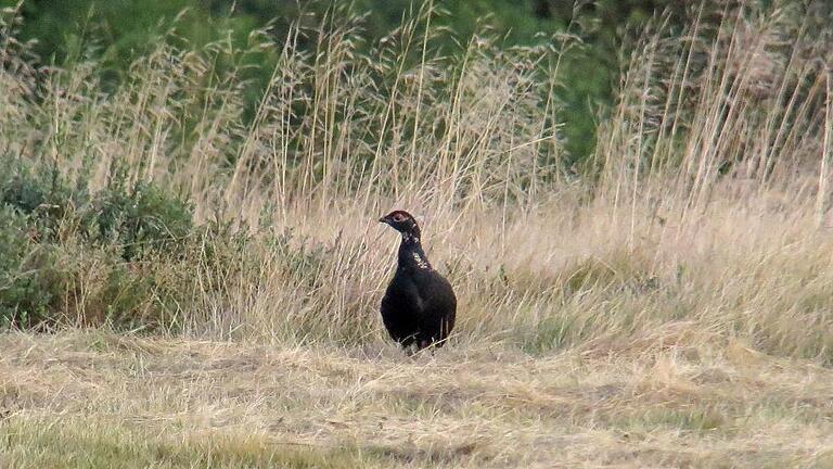 Seltener Schnappschuss: ein Birkhuhn bei der Septemberzählung in der Rhön.