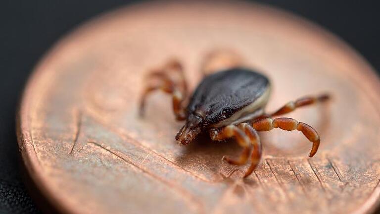 Männliche Zecke Hyalomma rufipes       -  Die größte Zecke der Welt: Was hat es mit den Hyalomma-Zecken auf sich?