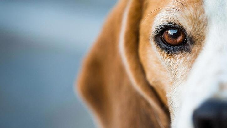 In Ostheim hat eine Frau beim Gassigehen mit ihrem Hund ausgelegtes Tierfutter gefunden.&nbsp;Die Polizei mahnt Tierhalter daher zur Vorsicht.