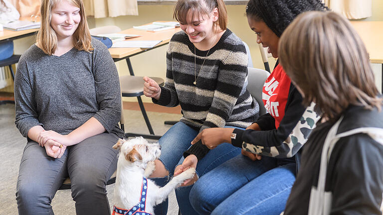 Der kleine Terrier Mila sorgtan der Mittelschule Zellerau für ein besseres Lernklima und hilft Lehrerin Verena Rach bei der Arbeit.