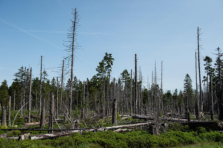 Klimawandel: Insekten in Unterfranken vermehren sich rasant       -  Wenn der Borkenkäfer am Boden kein Holz mehr findet, befällt er auch gesunde, stehende Bäume und kann so großflächige Schäden anrichten.&nbsp