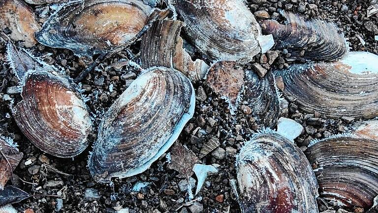 mun-eik-Muscheln IMG_8680       -  In den Wintermonaten werden durch die Absenkung des Ellertshäuser Sees viele Muschelschalen sichtbar.