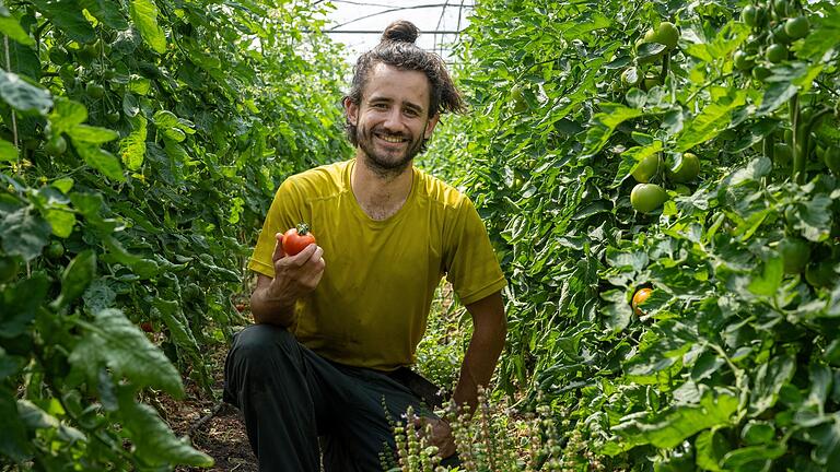 Ackertag des Vereins SoLaWi : Pablo Grifferos aus Chile erntet Tomaten und Kräuter.