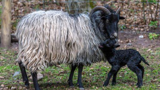Mehr Platz für die Tiere: In der Stadt Gersfeld macht man sich gerade Überlegungen zur Neukonzeption des Wildparks. Dazu könnte auch eine Vergrößerung gehören. Foto: Anand Anders - Mehr Platz für die Tiere: In der Stadt Gersfeld macht man sich gerade Überlegungen zur Neukonzeption des Wildparks. Dazu könnte auch eine Vergrößerung gehören. Foto: Anand Anders Mehr Platz für die Tiere: In der Stadt Gersfeld macht man sich gerade Überlegungen zur Neukonzeption des Wildparks. Dazu könnte auch eine Vergrößerung gehören. Foto: Anand Anders - Mehr Platz für die Tiere: In der Stadt Gersfeld macht man sich gerade Überlegungen zur Neukonzeption des Wildparks. Dazu könnte auch eine Vergrößerung gehören. Foto: Anand Anders