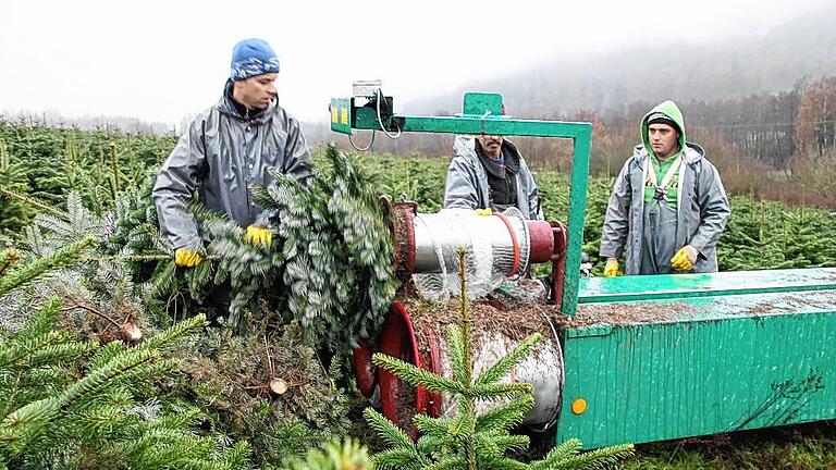 Netzaktivisten: Arbeiter verpassen den Rienecker Christbäumen Netze.