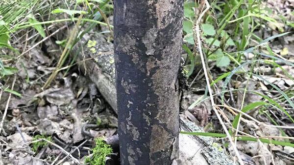So sieht ein von der Rußrindenkrankheit befallener Ahorn aus: mit schwarzen Pilzsporen unter der abgefallenen Rinde. So sieht ein von der Rußrindenkrankheit befallener Ahorn aus: mit schwarzen Pilzsporen unter der abgefallenen Rinde.