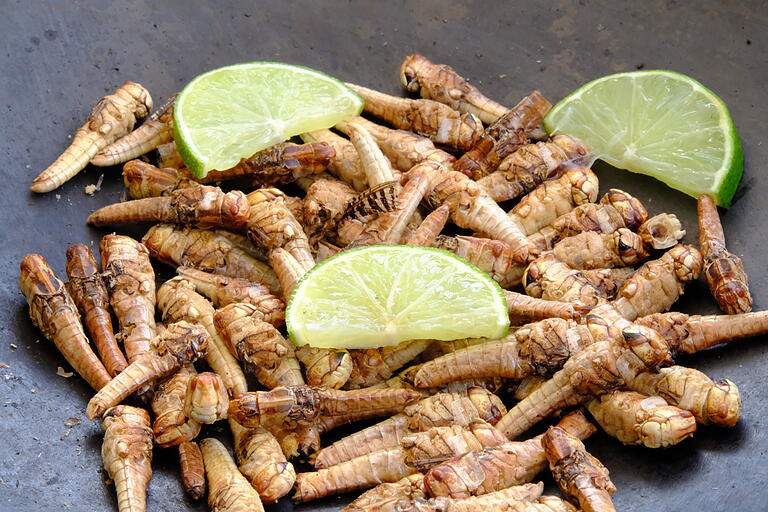 Die Afrikanische Wüstenheuschrecke wird in niederländischen Terrarien extra gezüchtet für den menschlichen Verzehr. Etwas Limette und Meersalz und schon ist die vollständige, eiweißreiche Mahlzeit fertig. Die Afrikanische Wüstenheuschrecke wird in niederländischen Terrarien extra gezüchtet für den menschlichen Verzehr. Etwas Limette und Meersalz und schon ist die vollständige, eiweißreiche Mahlzeit fertig.