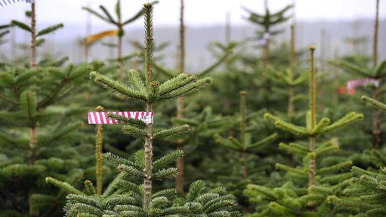 Die Inflation macht auch vor den Weihnachtsbäumen nicht Halt: Rund zwei Euro mehr pro Meter wird der Christbaum in diesem Jahr vermutlich kosten (Archivfoto).