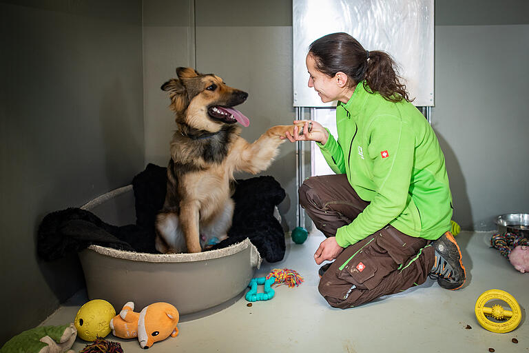 Der ausgesetzte Hund Jamie (hier im Bild mit Tierpflegerin Mariam Kchirid) ist nach seiner Vermittlung wieder zurück im Tierheim Wannigsmühle in Münnerstadt. Der ausgesetzte Hund Jamie (hier im Bild mit Tierpflegerin Mariam Kchirid) ist nach seiner Vermittlung wieder zurück im Tierheim Wannigsmühle in Münnerstadt.
