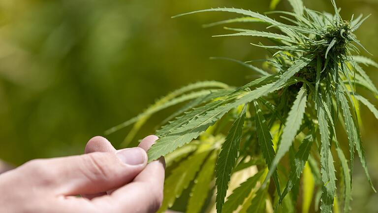 Cannabis.jpeg - Wie ist der Eigenbedarf von Cannabis in Deutschland jetzt geregelt? Cannabis.jpeg - Wie ist der Eigenbedarf von Cannabis in Deutschland jetzt geregelt?