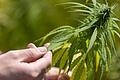 Cannabis.jpeg       -  Wie ist der Eigenbedarf von Cannabis in Deutschland jetzt geregelt?