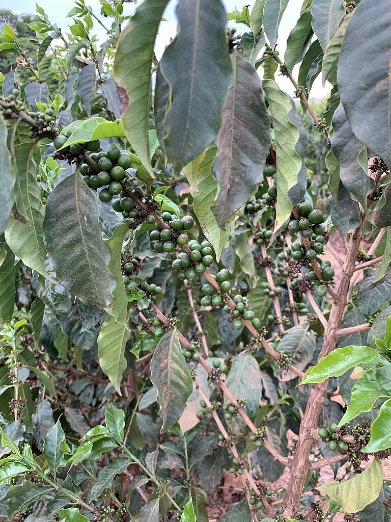 So sieht eine Kaffeepflanze aus. Bei der Weiterverarbeitung wird das Fruchtfleisch von den Kirschen gelöst. Die so gewonnene Kaffeebohne wird dann geröstet. So sieht eine Kaffeepflanze aus. Bei der Weiterverarbeitung wird das Fruchtfleisch von den Kirschen gelöst. Die so gewonnene Kaffeebohne wird dann geröstet. 