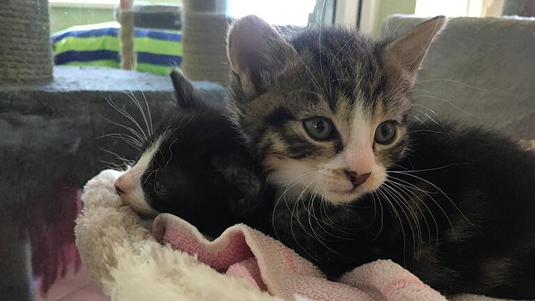 Gerettete Katzen aus dem Tierheim Wannigsmühle sind vorübergehend in Bamberg untergekommen.