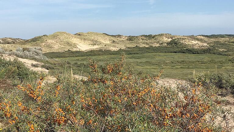 An der Nordseeküste zuhause, vielleicht auch bald in Unterfranken: Sanddorn könnte sich unter veränderten Klimabedingungen weiter verbreiten.