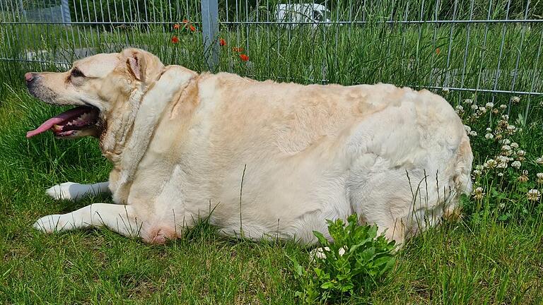 Bernhardiner Mäuschen fehlt bei 'Die Unvermittelbaren – Mit Martin Rütter: Das große Wiedersehen', dafür wird jedoch die Geschichte eines anderen Hundes (im Bild) aus dem Tierheim Haßberge erzählt.