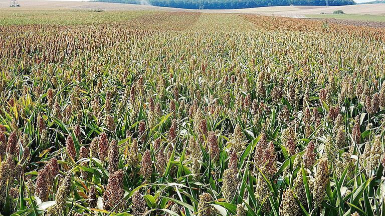 Vier Sorten Hirse auf einem Feld. Die Grünfärbungen der dem Mais ähnlichen Blätter lässt eine Unterscheidung zu. Vier Sorten Hirse auf einem Feld. Die Grünfärbungen der dem Mais ähnlichen Blätter lässt eine Unterscheidung zu.