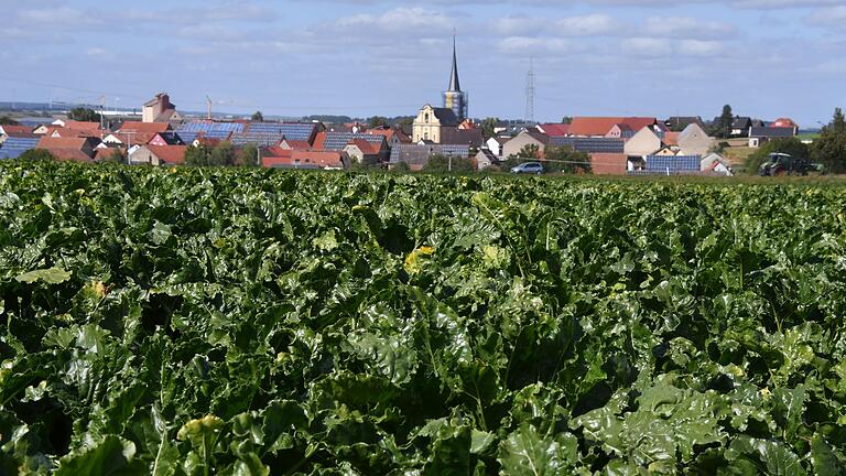 Der Zuckerrübenanbau, wie hier auf einem Feld bei Rittershausen im Landkreis Würzburg, lohnt sich für Unterfrankens Landwirte gerade. Auf 23.000 Hektar werden in diesem Jahr in Franken insgesamt wieder Rüben angebaut.