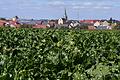 Der Zuckerrübenanbau, wie hier auf einem Feld bei Rittershausen im Landkreis Würzburg, lohnt sich für Unterfrankens Landwirte gerade. Auf 23.000 Hektar werden in diesem Jahr in Franken insgesamt wieder Rüben angebaut.