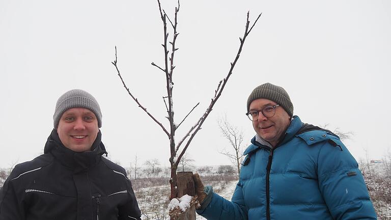 Bäume verbinden: Kursteilnehmer Wolfgang Menninger (rechts) und sein Sohn David auf der Obstwiese in Bergrheinfeld.