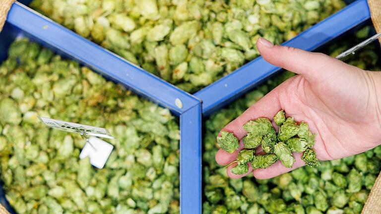 Gut und viel, so soll's sein: Hopfen       -  Mit fast 49.000 Tonnen liegt die Hopfenernte um 19 Prozent höher als im letzten Jahr. (Archivbild)