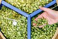 Gut und viel, so soll's sein: Hopfen       -  Mit fast 49.000 Tonnen liegt die Hopfenernte um 19 Prozent höher als im letzten Jahr. (Archivbild)