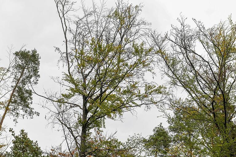 Die Beseitigung von Gefahrenquellen ist eine der wichtigsten Aufgaben im Wald. Bei abgängigen (absterbenden) Buchen können schon bei leichten Windstärken ganze Baumkronen zerfallen.&nbsp;&nbsp;