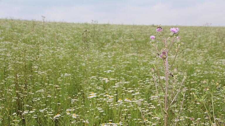 Auf dem städtischen Acker, auf dem das neue Baugebiet 'Am Nützelbach II' entstehen soll, hat sich wegen der fehlenden landwirtschaftlichen Nutzung ein regelrechtes Biotop entwickelt. Vögel und andere Tiere haben dies inzwischen dankbar angenommen.