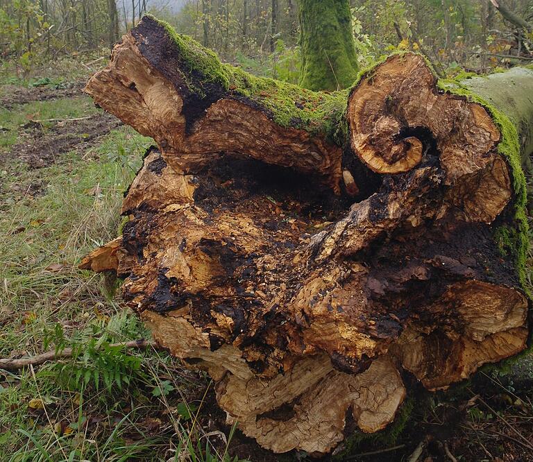 Diese Buche war von Weißfäule befallen und musste gefällt werden. Diese Buche war von Weißfäule befallen und musste gefällt werden.