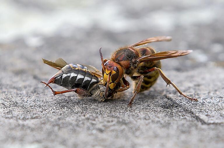 Fette Beute: best bewertetes Foto.