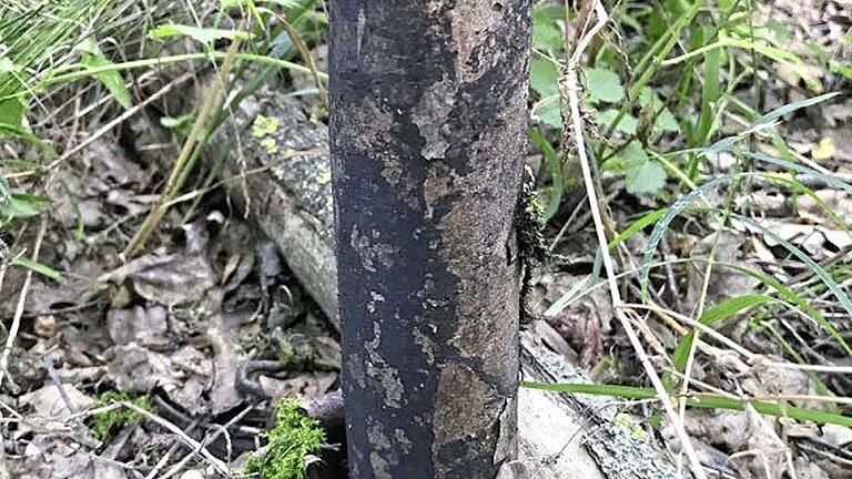 Dieser Bergahorn ist von der Rußrindenkrankheit befallen. Die schwarzen Pilzsporen sind unter der abgefallenen Rinde sichtbar.