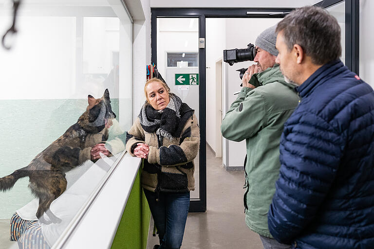 Das passiert, wenn ein Tier in die falschen Hände gerät: Tierheimleiterin Britta Merkel erzählt in die Kamera, wie Siggi durch Misshandlungen zu einem Unvermittelbaren gemacht wurde. Das passiert, wenn ein Tier in die falschen Hände gerät: Tierheimleiterin Britta Merkel erzählt in die Kamera, wie Siggi durch Misshandlungen zu einem Unvermittelbaren gemacht wurde.