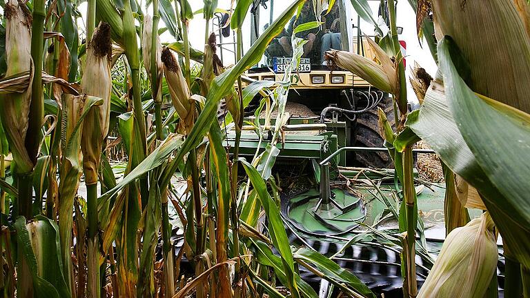 Maisernte       -  Ein Maishäcksler im Einsatz. Versteckte Gegenstände landen in der mit hohen Drehzahlen arbeitenden Maschine und können zu gefährlichen Geschossen werden.