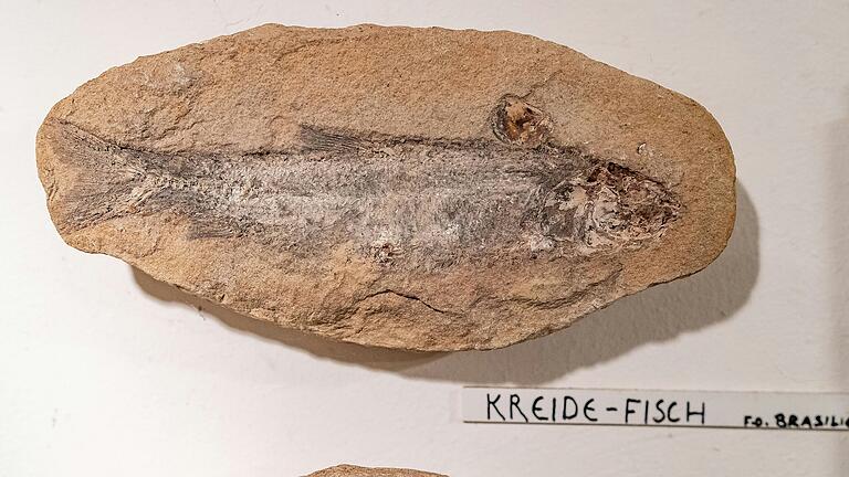 Ein Urzeit-Kreide-Fisch, gefunden von der Familie Kleindienst in einem Steinbruch. So einen gut erhaltenen Fisch findet man laut Barbara Kleindienst nur selten.&nbsp;&nbsp;