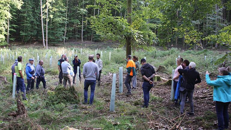 Eine große Schadfläche im 'Kaarst' war der erste Besichtigungspunkt beim Himmelstadter Waldbegang. In der Talsenke befielen Borkenkäfer die ehemals dort stehenden Fichten seit 2021 gleich zweimal.