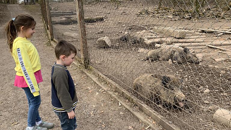 Die Kinder beobachten interessiert die Wildschweine