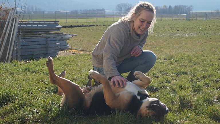 Ein liebes Tier mit zuchtbedingten Gesundheitsproblemen: Old English Bulldog Bruno (Archivbild, März 2022) wird sein Leben lang hohe Tierarztrechnungen produzieren, fürchtet Tierheim-Leiterin Britta Merkel.