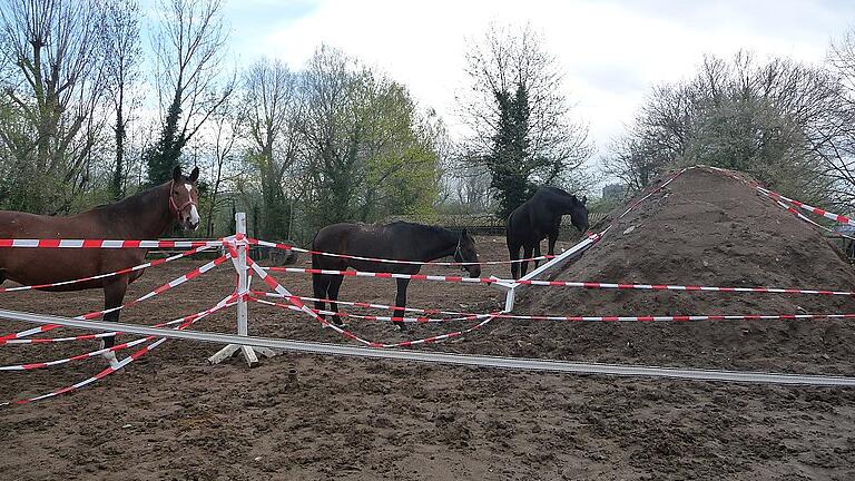 Lumumba, Amadeus und Ludwig (von links) auf dem Reitplatz.