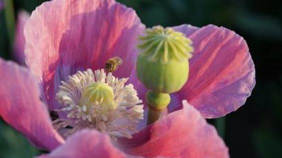 Öko-Mohn: Pollenspender für Bienen und gesucht für leckere Mohnprodukte. Foto: Manfred Schulz       -  Öko-Mohn: Pollenspender für Bienen und gesucht für leckere Mohnprodukte. Foto: Manfred Schulz