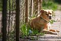 Basko ist einer von fünf Hunden, die seit Jahren im Tierheim Würzburg leben. Eine Vermittlung ist aufgrund verschiedener Umstände nicht ganz einfach.